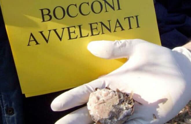 Cassano Spinola (AL): trovati bocconi avvelenati per intossicare gli animali