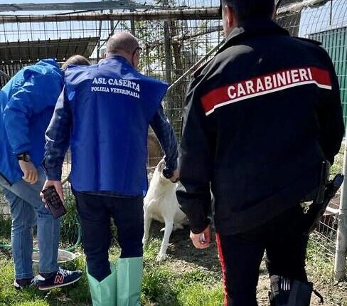 San Tammaro: Furto di energia elettrica, allevamento di cani in struttura non autorizzata e ricettazione