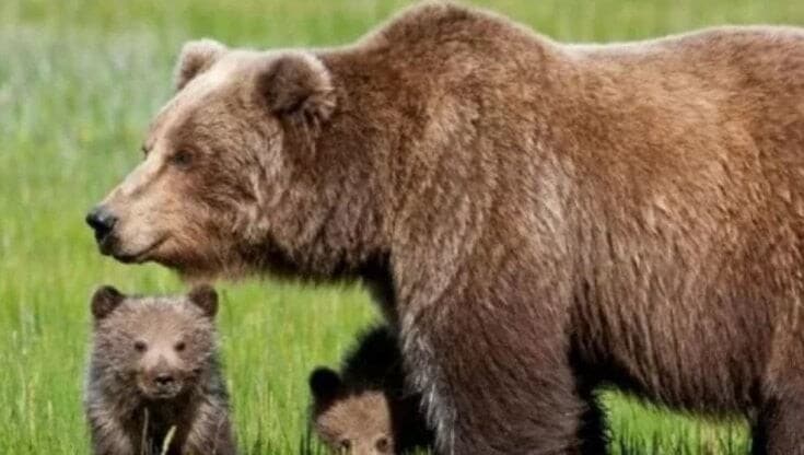 Catturata l'orsa Jj4: non va uccisa