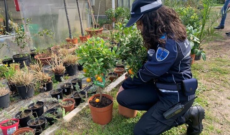 La Polizia Locale sequestra piante ad un venditore abusivo e le dona all’Istituto Agrario Serpieri