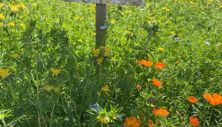 Varese: Nuove aiuole fiorite per favorire gli insetti impollinatori