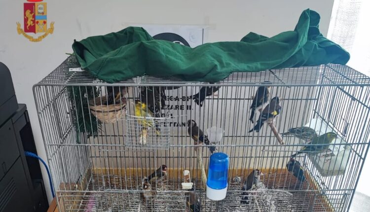 Chiaiano, detiene uccelli in trappola illegalmente: arrestato un 65enne napoletano.