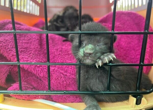 gattino maltempo senigallia