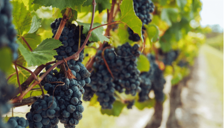 Milano: Francia Wine Festival in Piazza Città di Lombardia