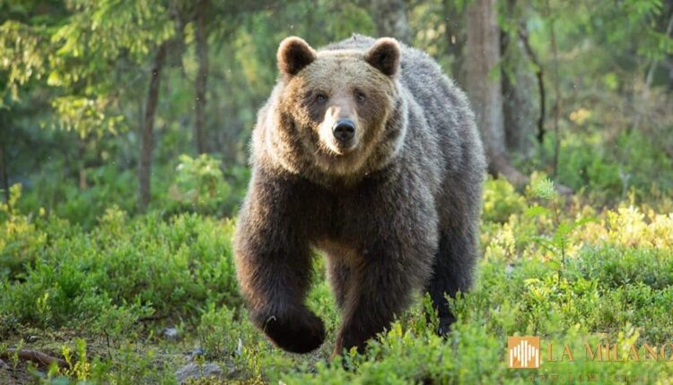 Speciale su Focus: “Lupi e Orsi: conosciamo i grandi predatori italiani”