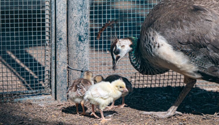 Cagliari: Schiuse nove uova di pavone al Parco di Monte Urpinu