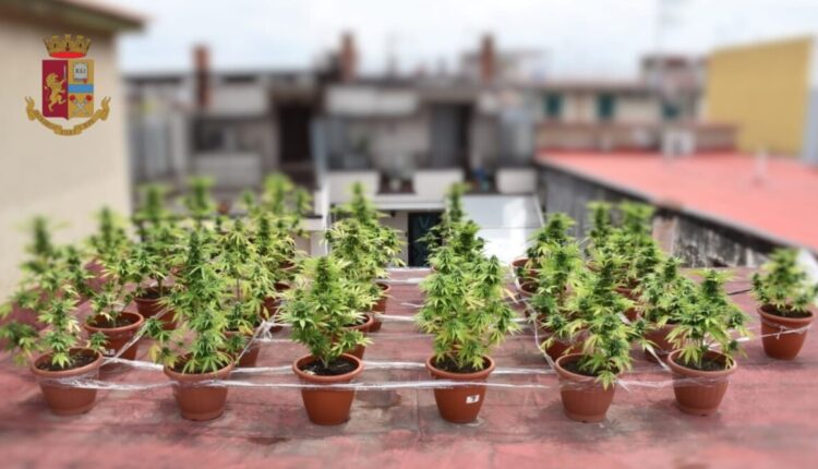 acerra_afragola_piante_logo