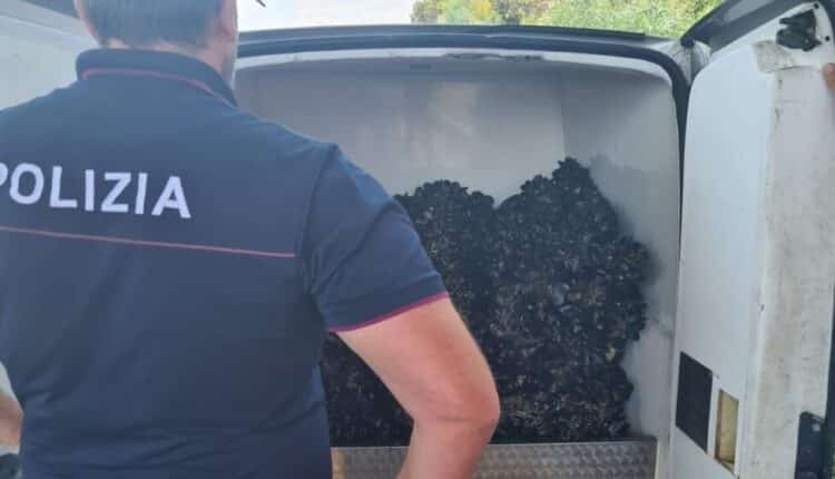 Taranto: sequestrati piu di due quintali di cozze