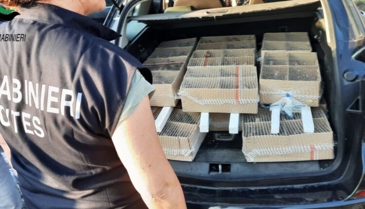 Latisana (UD): denunciate quattro persone per presunto traffico internazionale di animali. 