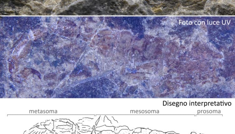 Milano: scoperto un primo scorpione triassico italiano