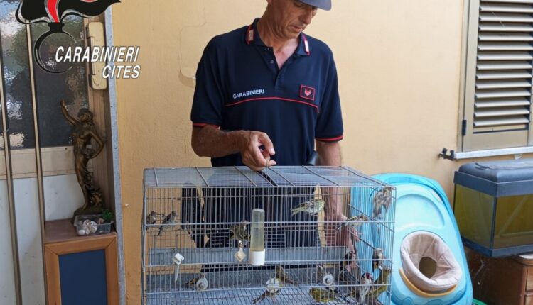 Fulgatore: denunciato uomo per detenzione illegale di animali di specie protette