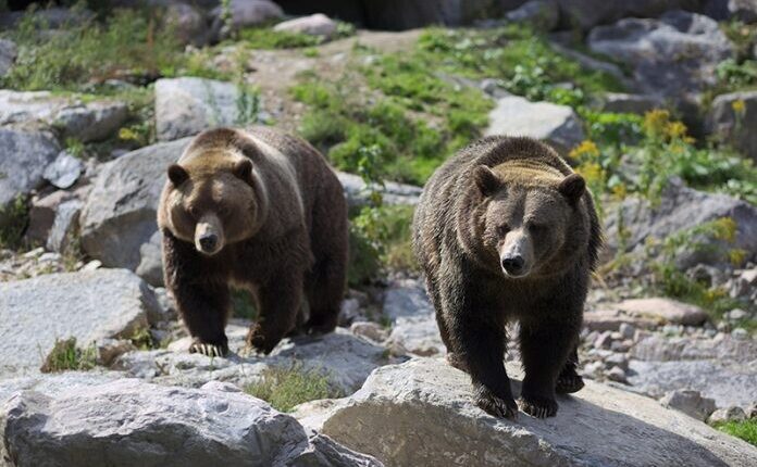 Trento: RSI Trentino, accolte sospensive su orsi JJ4 e MJ5