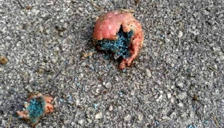 Modena: polpette avvelenate, unità cinofile bonificano l'area