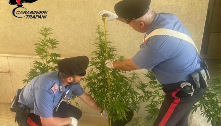 Castelvetrano: coltivazione casalinga di marijuana, arrestato un 57enne per reato di detenzione ai fini di spaccio