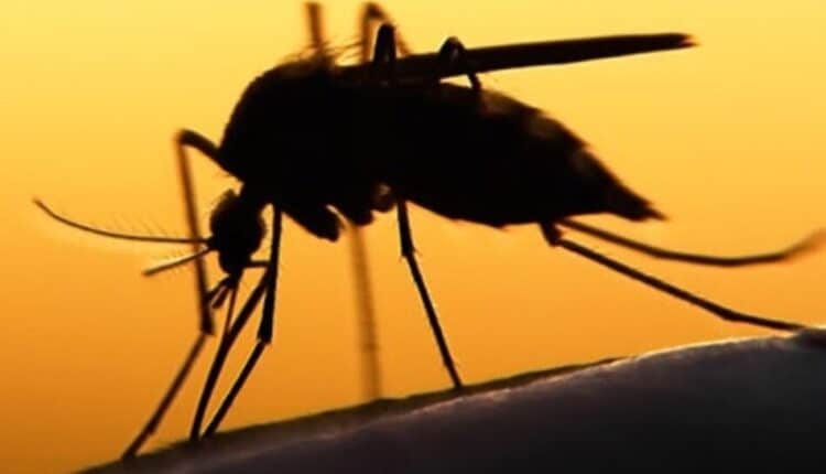 Bologna: sospetto caso importato di Dengue, attivate le misure di profilassi.