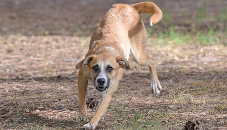 Cagliari: Estia è la nuova testimonial della Campagna di adozioni del Canile Comunale.