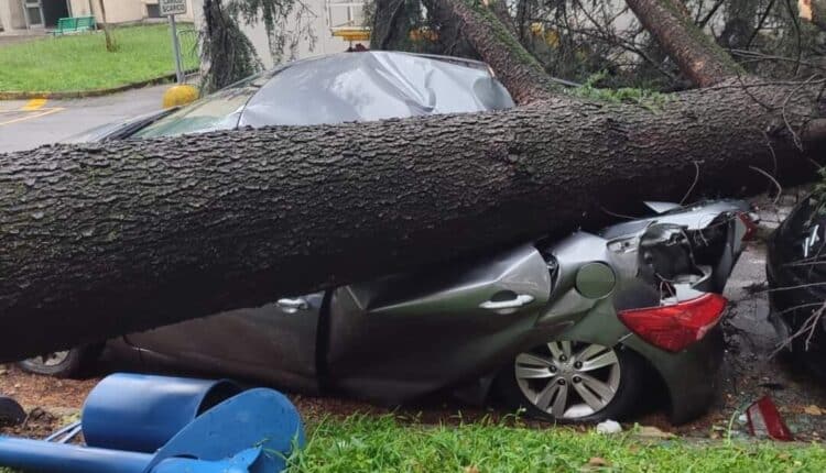 Milano: "INSIEME PER IL VERDE" , la call dei volontari e delle volontarie per riportare gli spazi verdi alla piena vivibilità e fruibilità.