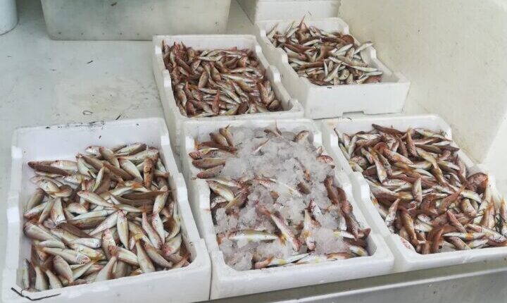 San Cipriano D'Aversano: pesce congelato e di provenienza estera venduto come pescato fresco nazionale