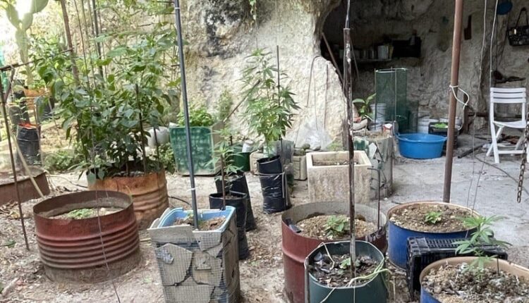 Sortino: i Carabinieri individuano una piantagione di marijuna e arrestano il "coltivatore"