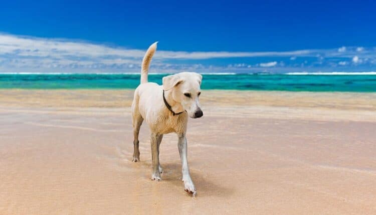 IN SPIAGGIA CON IL CANE. COME, DOVE, QUANDO? L’OIPA RISPONDE