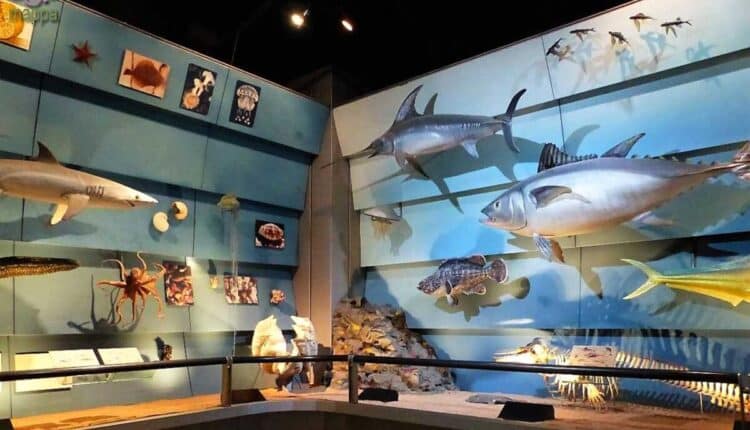 Muso di storia naturale