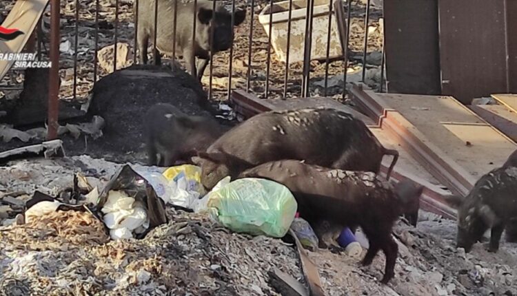 Solarino discarica 3