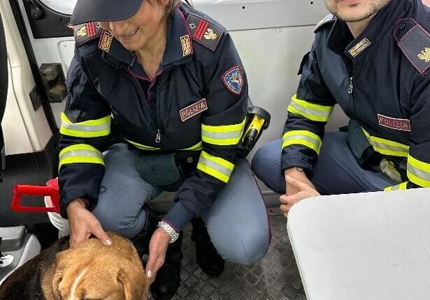 La pattuglia della Polizia Stradale di Venezia salva "Billy", un cane Beagle che vagava smarrito lungo l'autostrada A57.