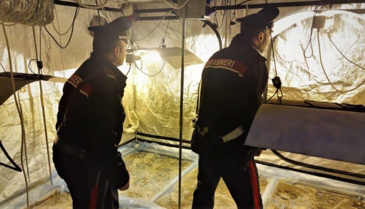 Castel del Rio: 49enne arrestato per droga dai Carabinieri, trovate in casa 66 piante di cannabis indica, oltre a materiale per la lavorazione e stoccaggio della droga