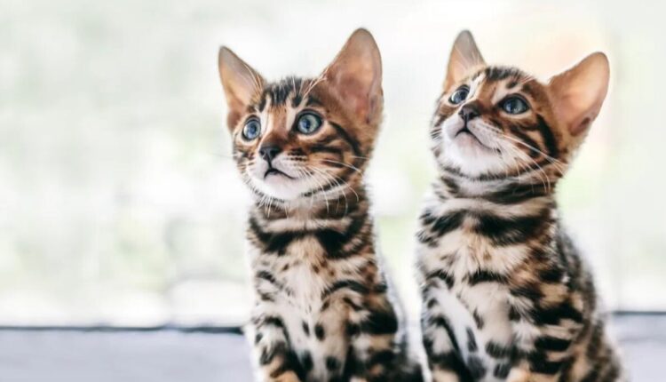 Tornano a Verona 'I gatti più belli del Mondo'.