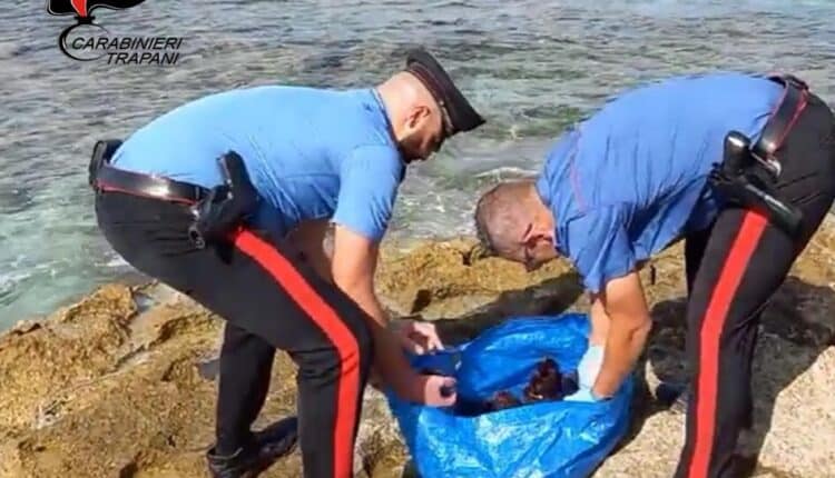 Favignana (Trapani): raccolti oltre 150 ricci di mare e nascondendoli in macchina.