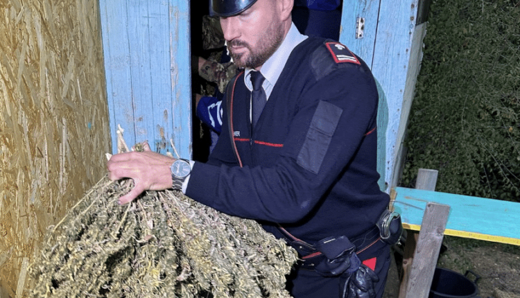 Aveva piantato canapa illegale nella coltivazione di canapa “sativa": denunciato un 43enne a Rosignano Marittimo (LI)