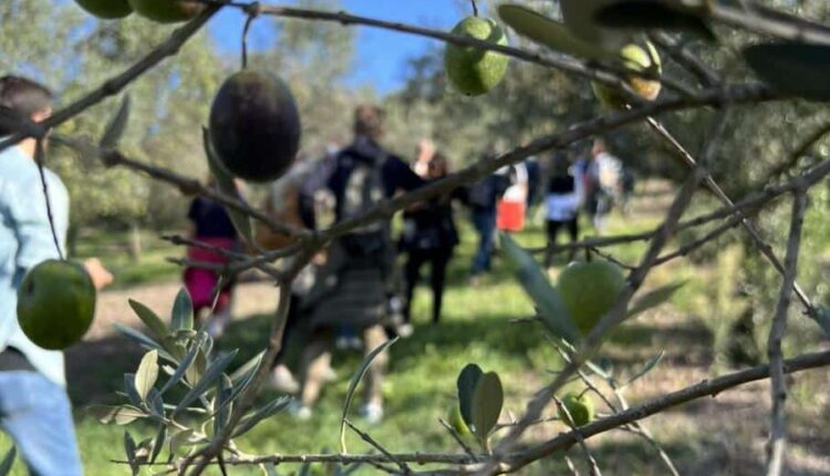 Domenica Pesaro Città dell’Olio, celebra il suo “oro verde” con la “Camminata tra gli olivi" a Monteciccardo.