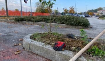 Evento di piantumazione collettiva, 260 nuovi alberi e arbusti messi a dimora da cittadini volontari
