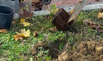 Evento di piantumazione collettiva, 260 nuovi alberi e arbusti messi a dimora da cittadini volontari