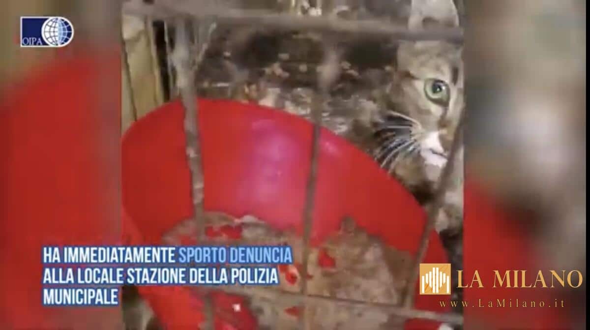 Ragusa: gatti e cani ingabbiati morti e moribondi. Inviata l'istanza di accesso agli atti dall'OIPA.
