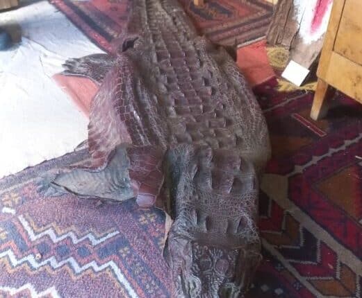 Pelle di coccodrillo esposta in galleria d’ arte in centro a Cremona, sequestrata