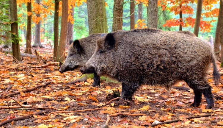 Emilia Romagna, agricoltura, peste suina africana e piani di contenimento dei cinghiali, l'assessore Mammi incontra presidenti e rappresentanti delle Province