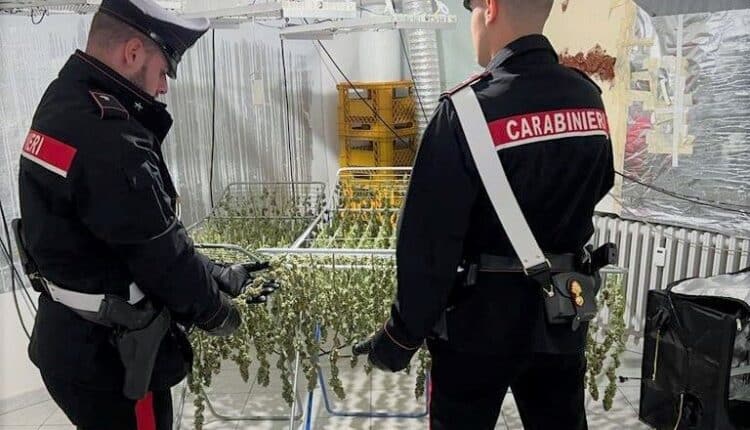 Pianoro: italiano arrestato per coltivazione e detenzione ai fini di spaccio di sostanze stupefacenti