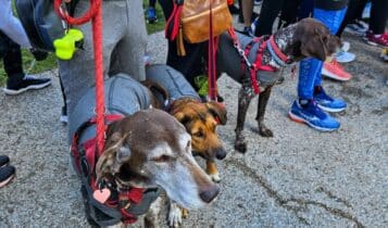 Stramilano SottoZero