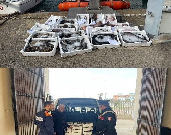 Stintino (Sassari): 4 uomini trasportano 90 kg di pescato in macchina, tutto sequestrato e devoluto in beneficenza.