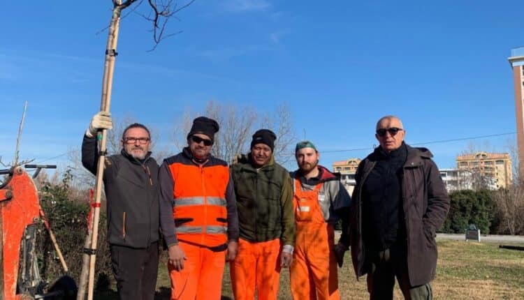 Pesaro, le rotatorie si colorano con 100 nuovi alberi