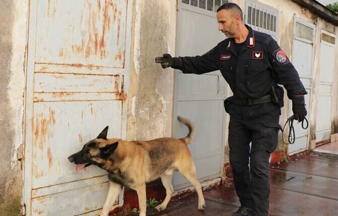 Sant'arpino (Caserta): Luna, il cane "carabiniere" antidroga scova numerose dosi di stupefacente rinvenute in casa di un 24enne ai domiciliari.