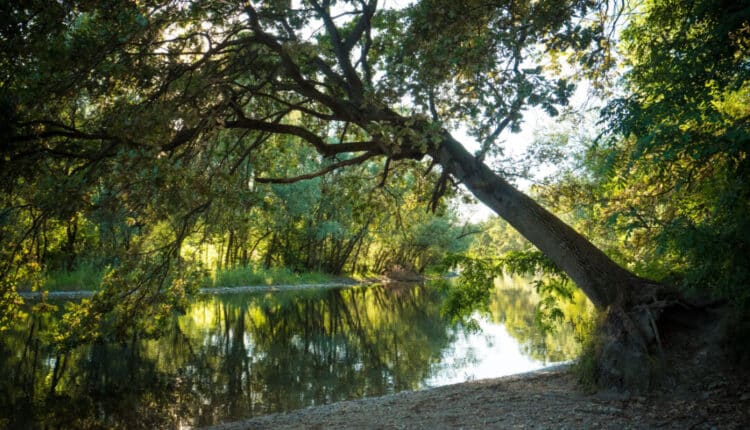 Lombardia, Parco del Ticino festeggia 50 anni, attività ed eventi per celebrare il primo parco regionale d'Italia