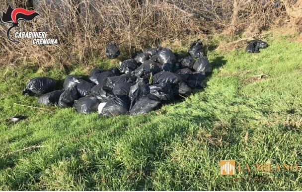 Isola Dovarese, Cremona: ritrovati 25 sacchi pieni di piante e foglie di marijuana lungo il fiume Oglio. Sequestrati
