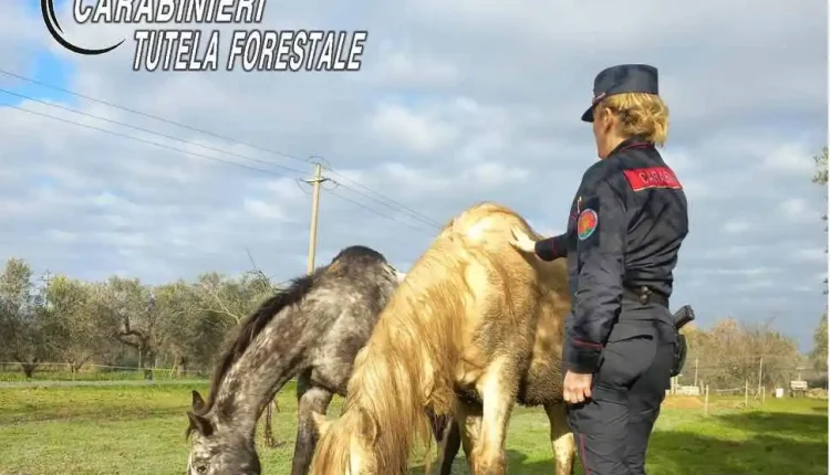 Venturina: teneva i cavalli in pessime condizioni igieniche, i Carabinieri lo denunciano.