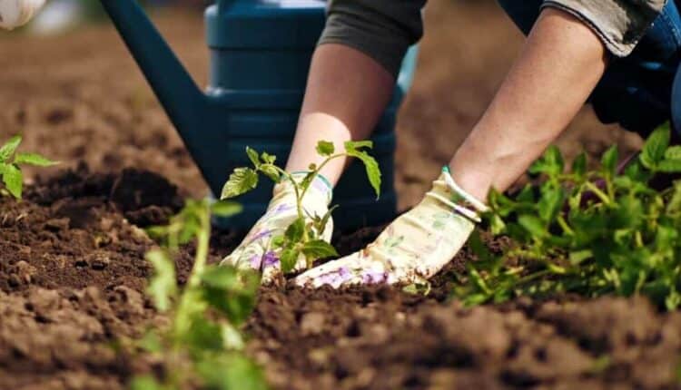 Foggia, negli spazi esterni di Casa delle Culture parte l’esperienza dell’orto sociale iscrizioni aperte e gratuite