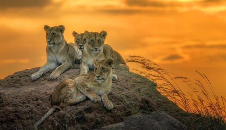 Sassari, prorogata la mostra "La Grande Meraviglia"