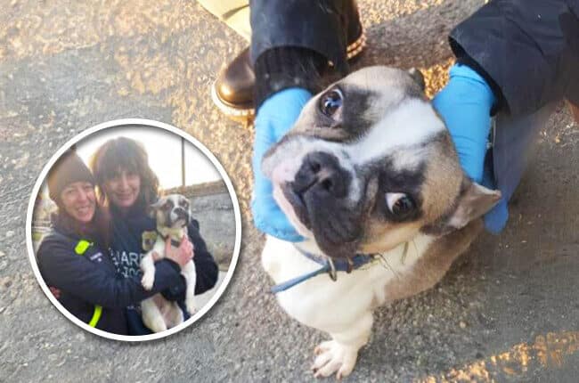 Sequestrato un bulldog francese solo in casa da giorni nell'Alessandrino. Denunciati i detentori latitanti