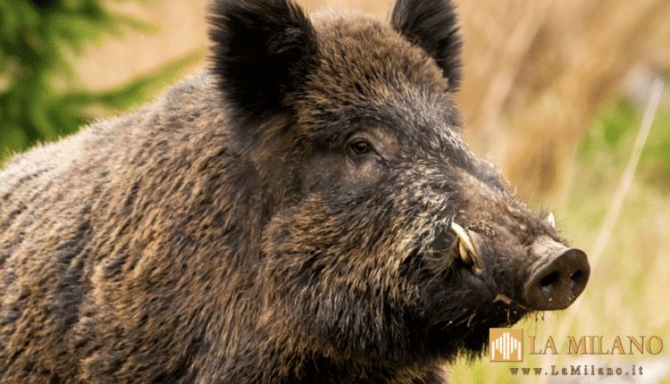 peste suina africana