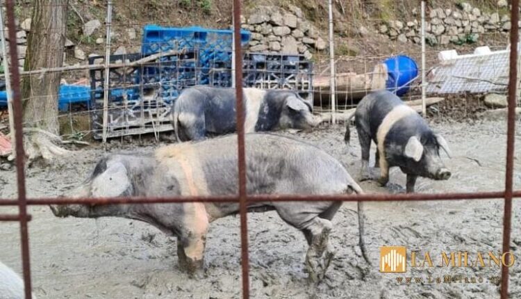 sequestro genova per siti